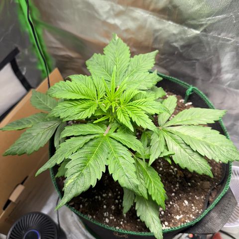 Gorilla Cookies Auto (FastBuds) growlog timeline photo