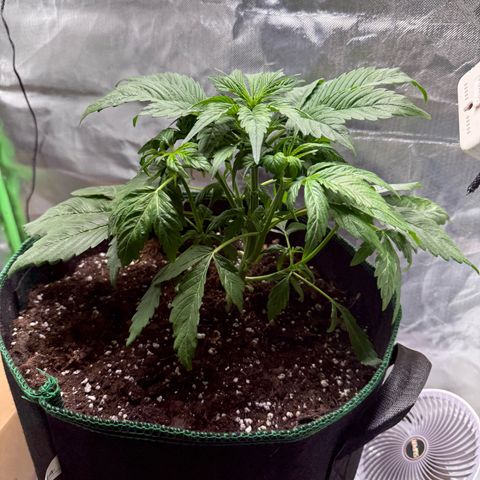 Gorilla Cookies Auto (FastBuds) growlog timeline photo