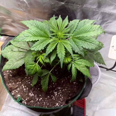 Gorilla Cookies Auto (FastBuds) growlog timeline photo