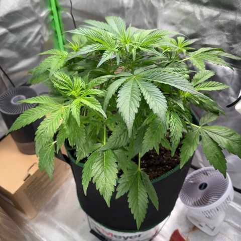 Gorilla Cookies Auto (FastBuds) growlog timeline photo