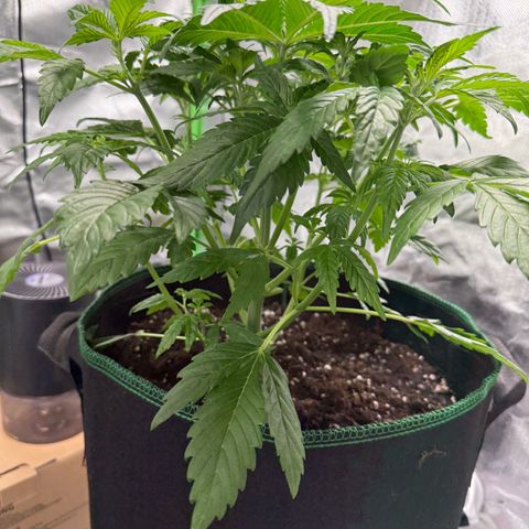 Gorilla Cookies Auto (FastBuds) growlog timeline photo