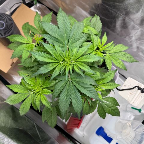 Gorilla Cookies Auto (FastBuds) growlog timeline photo
