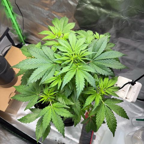 Gorilla Cookies Auto (FastBuds) growlog timeline photo