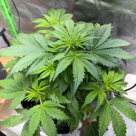 Gorilla Cookies Auto (FastBuds) growlog timeline photo