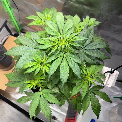Gorilla Cookies Auto (FastBuds) growlog timeline photo