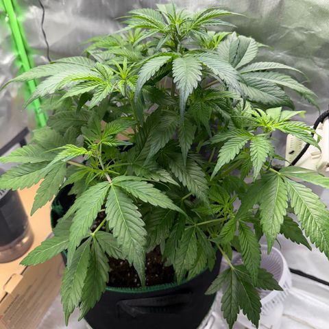 Gorilla Cookies Auto (FastBuds) growlog timeline photo