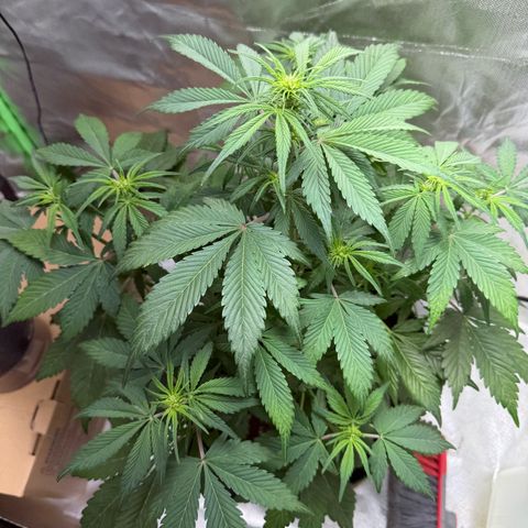 Gorilla Cookies Auto (FastBuds) growlog timeline photo