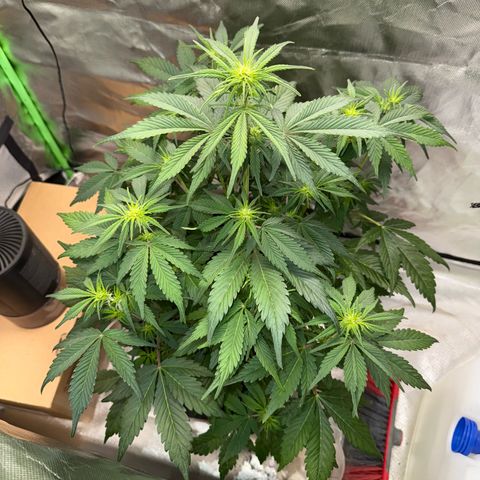 Gorilla Cookies Auto (FastBuds) growlog timeline photo