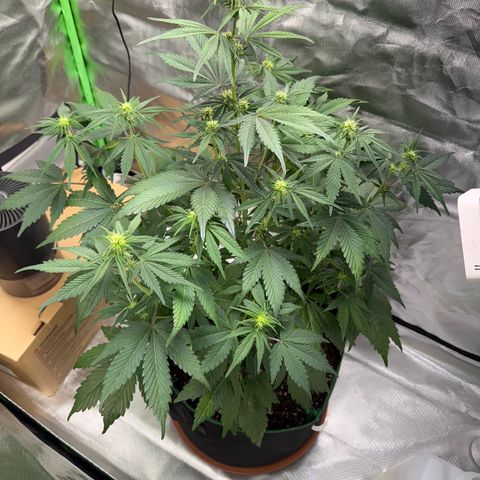 Gorilla Cookies Auto (FastBuds) growlog timeline photo