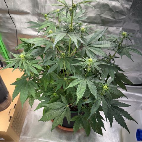 Gorilla Cookies Auto (FastBuds) growlog timeline photo