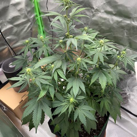 Gorilla Cookies Auto (FastBuds) growlog timeline photo