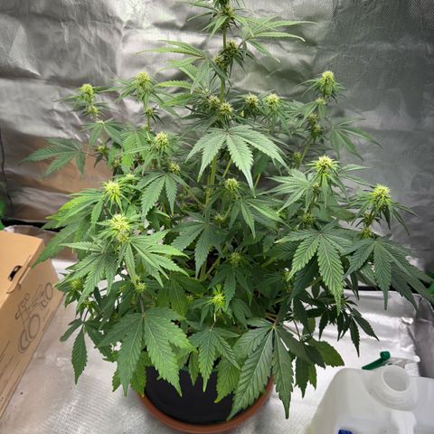 Gorilla Cookies Auto (FastBuds) growlog timeline photo