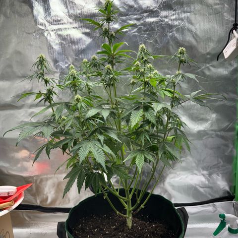 Gorilla Cookies Auto (FastBuds) growlog timeline photo
