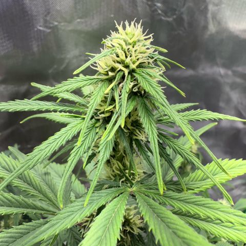 Gorilla Cookies Auto (FastBuds) growlog timeline photo