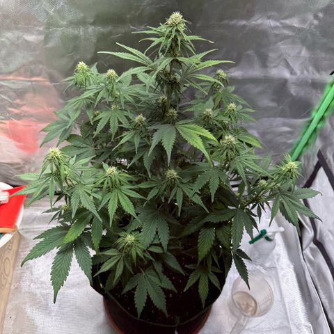 Gorilla Cookies Auto (FastBuds) growlog timeline photo