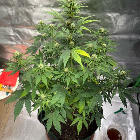 Gorilla Cookies Auto (FastBuds) growlog timeline photo