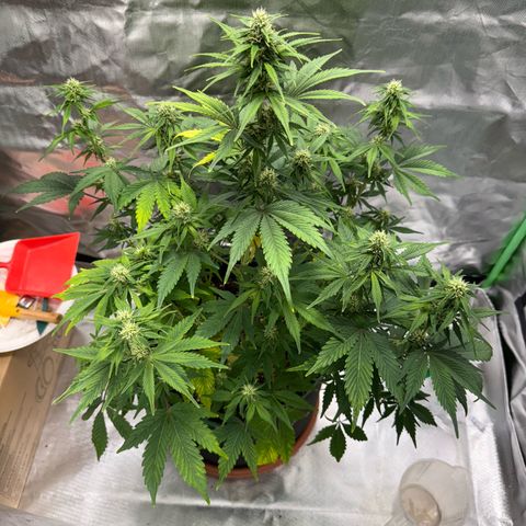 Gorilla Cookies Auto (FastBuds) growlog timeline photo