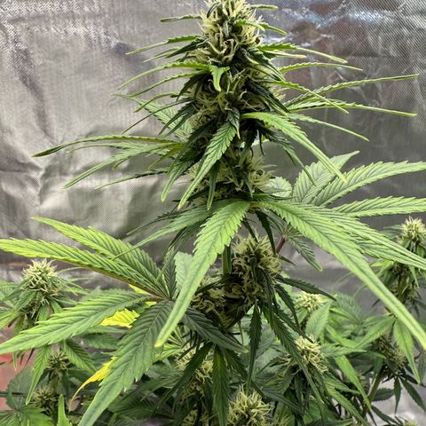 Gorilla Cookies Auto (FastBuds) growlog timeline photo