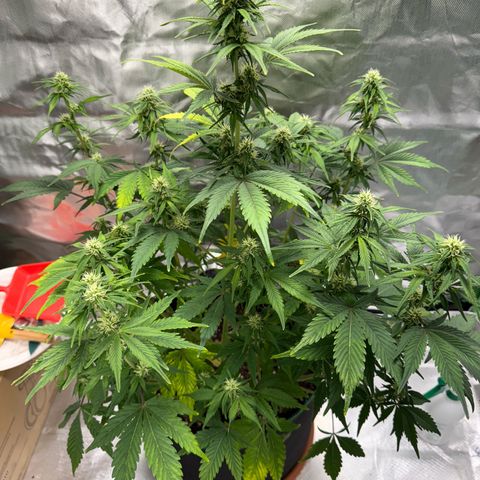 Gorilla Cookies Auto (FastBuds) growlog timeline photo