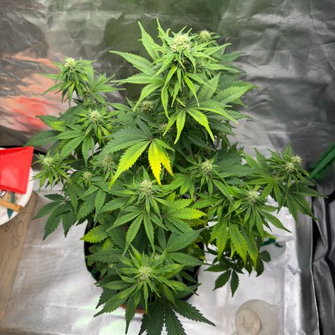 Gorilla Cookies Auto (FastBuds) growlog timeline photo