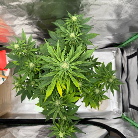 Gorilla Cookies Auto (FastBuds) growlog timeline photo
