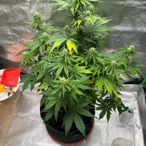 Gorilla Cookies Auto (FastBuds) growlog timeline photo