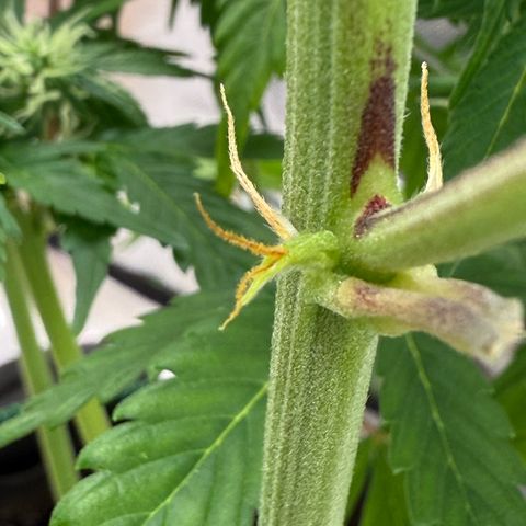 Gorilla Cookies Auto (FastBuds) growlog timeline photo
