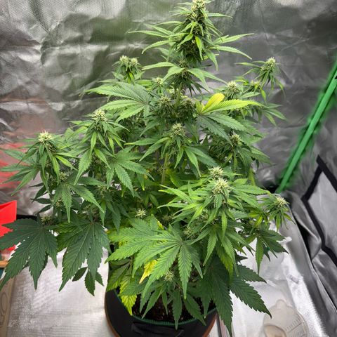 Gorilla Cookies Auto (FastBuds) growlog timeline photo
