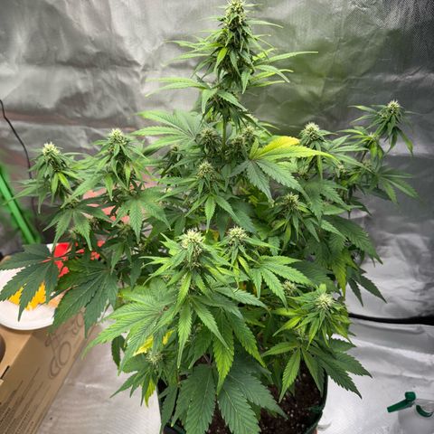 Gorilla Cookies Auto (FastBuds) growlog timeline photo