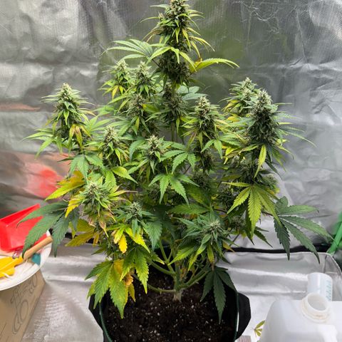 Gorilla Cookies Auto (FastBuds) growlog timeline photo