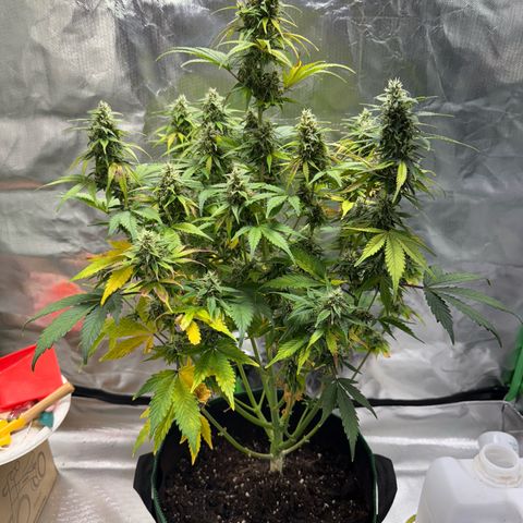 Gorilla Cookies Auto (FastBuds) growlog timeline photo