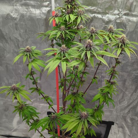 Carol growlog timeline photo