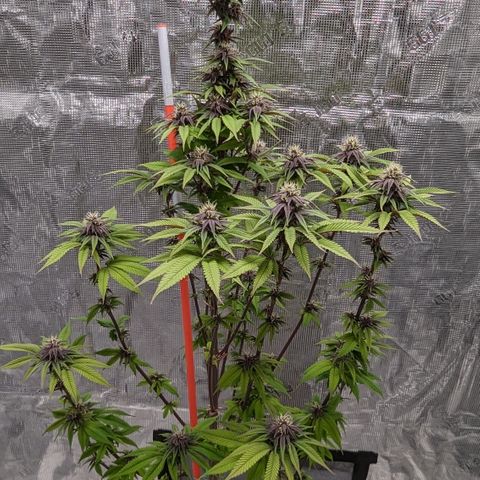 Carol growlog timeline photo