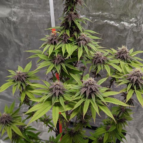 Carol growlog timeline photo