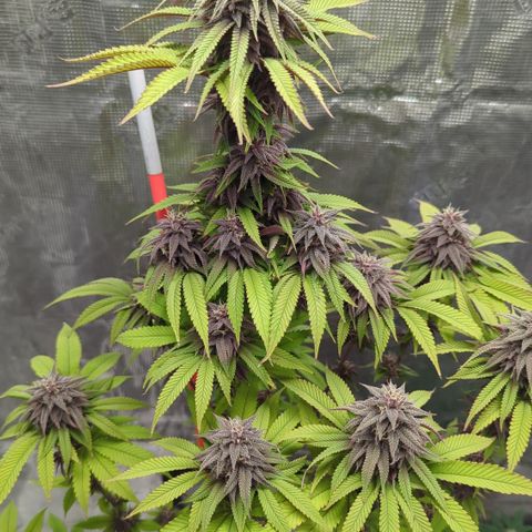 Carol growlog timeline photo