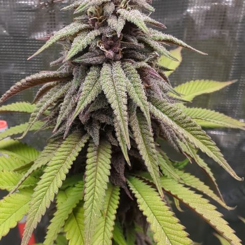 Carol growlog timeline photo