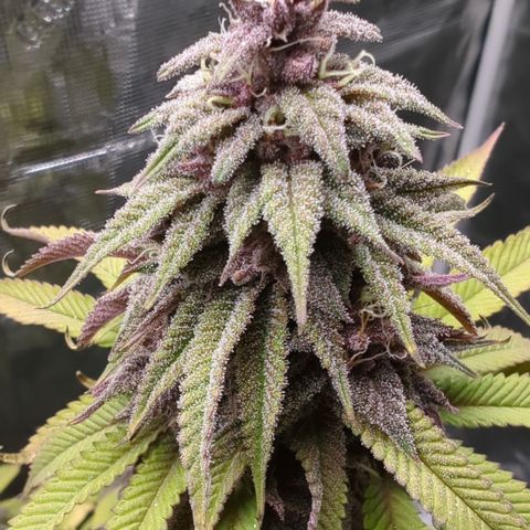 Carol growlog timeline photo