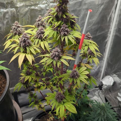 Carol growlog timeline photo