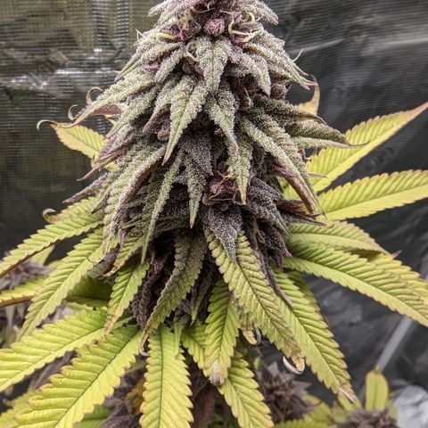 Carol growlog timeline photo