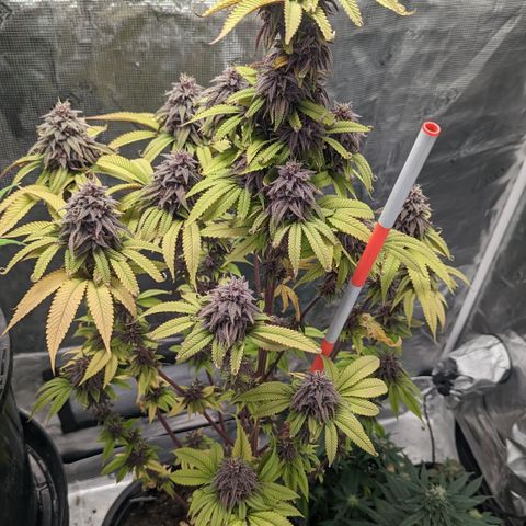 Carol growlog timeline photo