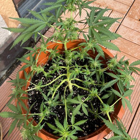 Royal Critcal growlog timeline photo