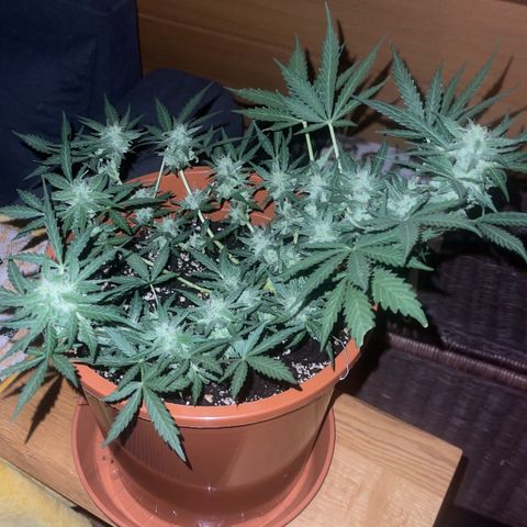 Royal Critcal growlog timeline photo