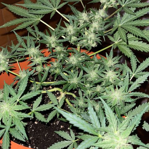 Royal Critcal growlog timeline photo