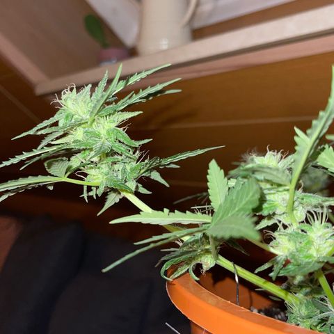 Royal Critcal growlog timeline photo