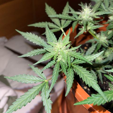 Royal Critcal growlog timeline photo