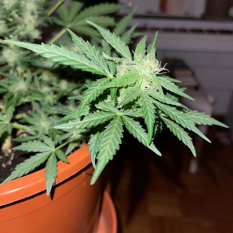Royal Critcal growlog timeline photo