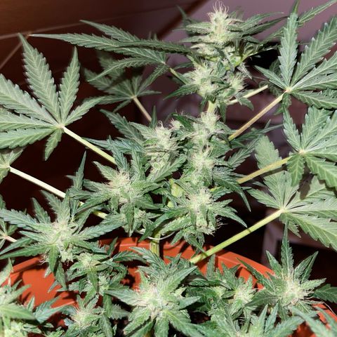 Royal Critcal growlog timeline photo
