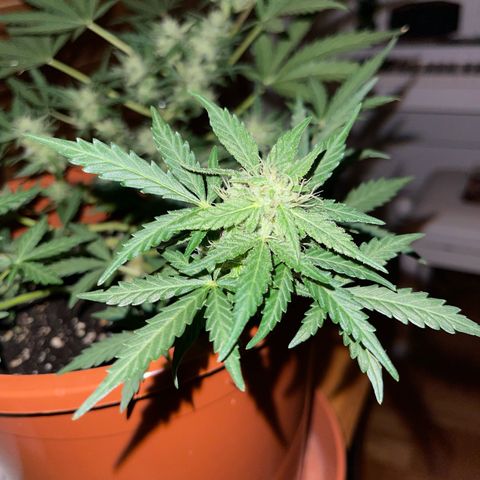 Royal Critcal growlog timeline photo