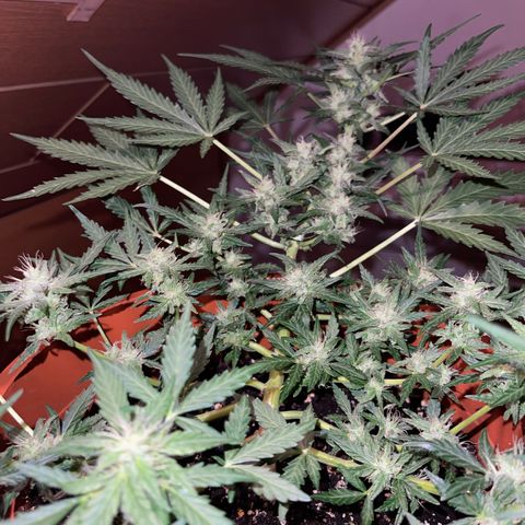 Royal Critcal growlog timeline photo