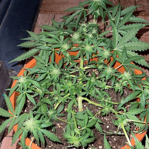 Royal Critcal growlog timeline photo